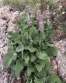 lilac Garden Flowers Phlomis Photo, cultivation and description, characteristics and growing