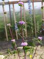pink Garden Flowers Phlomis Photo, cultivation and description, characteristics and growing
