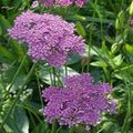 lilac Garden Flowers Pimpinella Anisum Photo, cultivation and description, characteristics and growing
