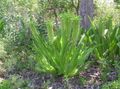 绿 菠萝花，凤梨百合, Eucomis 照, 养殖 和 描述, 特点 和 成长