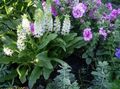 white Pineapple Flower, Pineapple Lily, Eucomis Photo, cultivation and description, characteristics and growing