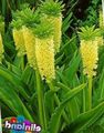 黄 菠萝花，凤梨百合, Eucomis 照, 养殖 和 描述, 特点 和 成长