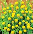 geltonas Sodo Gėlės Ananasai, Cephalophora aromatica, Helenium aromaticum Nuotrauka, auginimas ir aprašymas, charakteristikos ir augantis