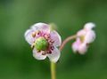 pink Have Blomster Pipsissewa, Prinsens Fyrretræ, Malet Kristtorn, Chimaphila Foto, dyrkning og beskrivelse, egenskaber og voksende