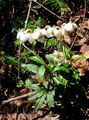 white Garden Flowers Pipsissewa, Prince's Pine, Ground Holly, Chimaphila Photo, cultivation and description, characteristics and growing