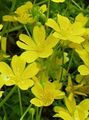 ყვითელი ბაღის ყვავილები მოხარშული კვერცხი მცენარეთა, მდელოს ქაფის, Limnanthes სურათი, გაშენების და აღწერა, მახასიათებლები და იზრდება