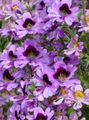 halványlila Szegény Ember Orchidea, Pillangó Virág, Schizanthus fénykép, termesztés és leírás, jellemzők és növekvő