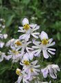 ホワイト 庭の花 貧しい人の蘭、蝶の花, Schizanthus フォト, 栽培 と 説明, 特性 と 成長
