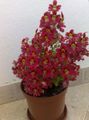 赤 庭の花 貧しい人の蘭、蝶の花, Schizanthus フォト, 栽培 と 説明, 特性 と 成長