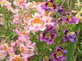 粉红色 穷人的兰花，蝴蝶花, Schizanthus 照, 养殖 和 描述, 特点 和 成长