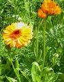 orange Garden Flowers Pot Marigold, Calendula officinalis Photo, cultivation and description, characteristics and growing
