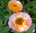 pink Garden Flowers Pot Marigold, Calendula officinalis Photo, cultivation and description, characteristics and growing