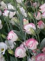 pink Garden Flowers Prairie Gentian, Lisianthus, Texas Bluebell, Eustoma Photo, cultivation and description, characteristics and growing