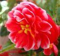 rdeča Vrtno Cvetje Prairie Encijan, Lisianthus, Texas Bluebell, Eustoma fotografija, gojenje in opis, značilnosti in rast