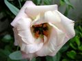 bela Vrtno Cvetje Prairie Encijan, Lisianthus, Texas Bluebell, Eustoma fotografija, gojenje in opis, značilnosti in rast