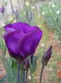 vijolična Vrtno Cvetje Prairie Encijan, Lisianthus, Texas Bluebell, Eustoma fotografija, gojenje in opis, značilnosti in rast