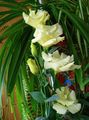 rumena Vrtno Cvetje Prairie Encijan, Lisianthus, Texas Bluebell, Eustoma fotografija, gojenje in opis, značilnosti in rast