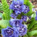 mavi Bahçe Çiçekleri Çuhaçiçeği, Primula fotoğraf, yetiştirme ve tanım, özellikleri ve büyüyen