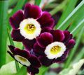 burgundy Garden Flowers Primrose, Primula Photo, cultivation and description, characteristics and growing