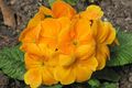 orange Garden Flowers Primrose, Primula Photo, cultivation and description, characteristics and growing