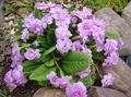 lilac garður blóm Primrose, Primula mynd, ræktun og lýsing, einkenni og vaxandi