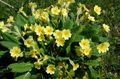 yellow Garden Flowers Primrose, Primula Photo, cultivation and description, characteristics and growing