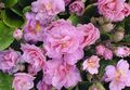 bleikur garður blóm Primrose, Primula mynd, ræktun og lýsing, einkenni og vaxandi