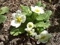 white Garden Flowers Primrose, Primula Photo, cultivation and description, characteristics and growing