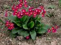 kırmızı Bahçe Çiçekleri Çuhaçiçeği, Primula fotoğraf, yetiştirme ve tanım, özellikleri ve büyüyen