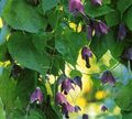purple Garden Flowers Purple Bell Vine, Rhodochiton Photo, cultivation and description, characteristics and growing