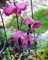 pink Have Blomster Lilla Klokke Vin, Rhodochiton Foto, dyrkning og beskrivelse, egenskaber og voksende