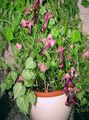 bordeaux Have Blomster Lilla Klokke Vin, Rhodochiton Foto, dyrkning og beskrivelse, egenskaber og voksende