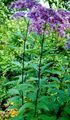 purpurne Lilla Joe Pye Weed, Magus Joe Pye Weed, Eupatorium Foto, kultiveerimine ja kirjeldus, omadused ja kasvav
