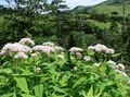 valge Lilla Joe Pye Weed, Magus Joe Pye Weed, Eupatorium Foto, kultiveerimine ja kirjeldus, omadused ja kasvav