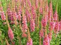 pink Garden Flowers Purple Loosestrife, Wand Loosestrife, Lythrum virgatum Photo, cultivation and description, characteristics and growing