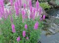 lilac Garden Flowers Purple Loosestrife, Wand Loosestrife, Lythrum virgatum Photo, cultivation and description, characteristics and growing