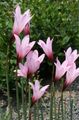 pink Garden Flowers Rain Lily, Habranthus Photo, cultivation and description, characteristics and growing