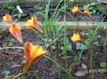 orange Garden Flowers Rain Lily, Habranthus Photo, cultivation and description, characteristics and growing