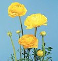 yellow Garden Flowers Ranunculus, Persian Buttercup, Turban Buttercup, Persian Crowfoot, Ranunculus asiaticus Photo, cultivation and description, characteristics and growing