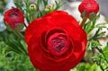 red Garden Flowers Ranunculus, Persian Buttercup, Turban Buttercup, Persian Crowfoot, Ranunculus asiaticus Photo, cultivation and description, characteristics and growing