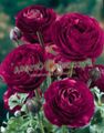 burgundy Garden Flowers Ranunculus, Persian Buttercup, Turban Buttercup, Persian Crowfoot, Ranunculus asiaticus Photo, cultivation and description, characteristics and growing