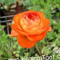 orange Garden Flowers Ranunculus, Persian Buttercup, Turban Buttercup, Persian Crowfoot, Ranunculus asiaticus Photo, cultivation and description, characteristics and growing