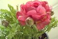 pink Garden Flowers Ranunculus, Persian Buttercup, Turban Buttercup, Persian Crowfoot, Ranunculus asiaticus Photo, cultivation and description, characteristics and growing