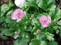 lilac Garden Flowers Ranunculus, Persian Buttercup, Turban Buttercup, Persian Crowfoot, Ranunculus asiaticus Photo, cultivation and description, characteristics and growing