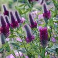 purple Garden Flowers Red Feathered Clover, Ornamental Clover, Red Trefoil, Trifolium rubens Photo, cultivation and description, characteristics and growing