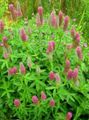 pink Garden Flowers Red Feathered Clover, Ornamental Clover, Red Trefoil, Trifolium rubens Photo, cultivation and description, characteristics and growing