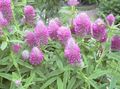 lilac Garden Flowers Red Feathered Clover, Ornamental Clover, Red Trefoil, Trifolium rubens Photo, cultivation and description, characteristics and growing
