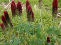 burgundy Garden Flowers Red Feathered Clover, Ornamental Clover, Red Trefoil, Trifolium rubens Photo, cultivation and description, characteristics and growing