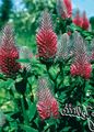 red Garden Flowers Red Feathered Clover, Ornamental Clover, Red Trefoil, Trifolium rubens Photo, cultivation and description, characteristics and growing
