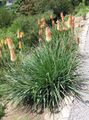 orange Garden Flowers Red hot poker, Torch Lily, Tritoma, Kniphofia Photo, cultivation and description, characteristics and growing